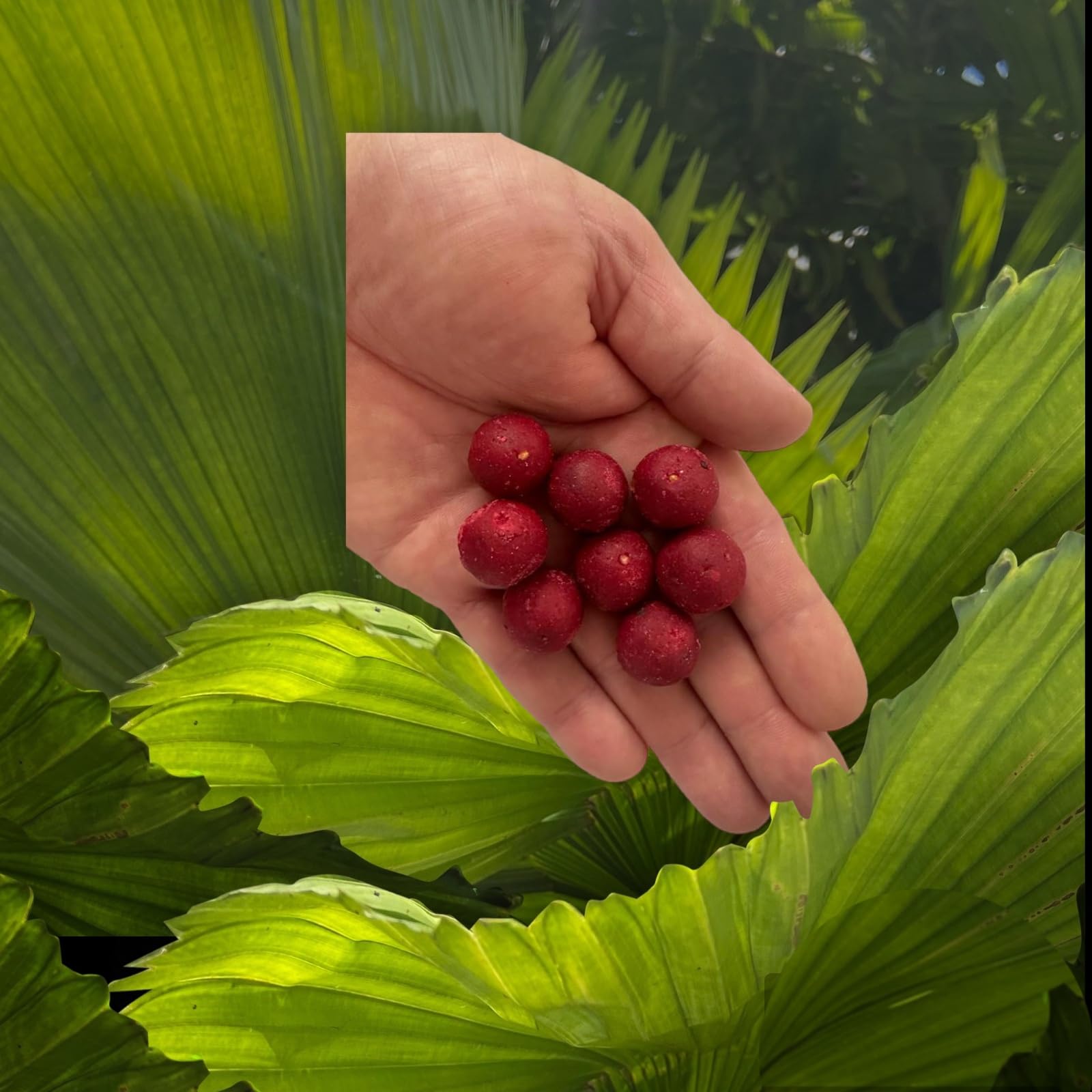 Vissen Verkoop -Vissen Verkoop 7182NXoMhuL