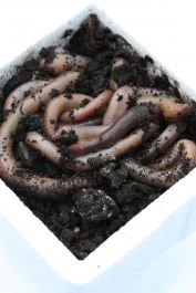 Dauwpieren 500 Stuks