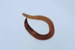 Mixwormen Klein 150 Gram