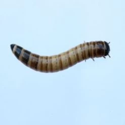 Morio Wormen 500 Gram