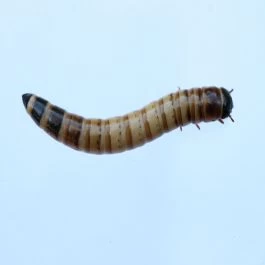 Morio Wormen 500 Gram 3 Morio Wormen 500 Gram